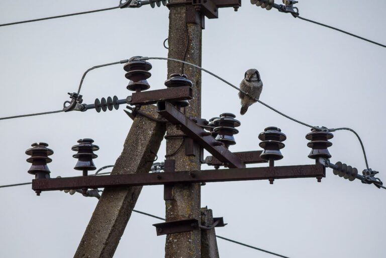 A small owl is perched on a wire of a utility pole with multiple insulators and wires attached. The background is a clear, overcast sky.